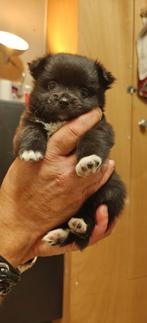 Kruising pommeriaan puppies, Meerdere, Meerdere dieren, Chihuahua, Nederland