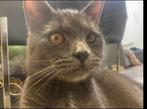 Vermist kater Ulgersmaweg Groningen, Dieren en Toebehoren, Vermiste en Gevonden Dieren, Kat