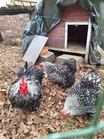 Broedeieren cochin kriel zilver zwart gezoomd, Dieren en Toebehoren, Pluimvee, Geslacht onbekend, Kip