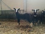 Zwartbles ooi- en ramlammeren, Dieren en Toebehoren, Schapen, Geiten en Varkens, Meerdere dieren, Schaap, 0 tot 2 jaar