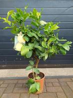 Citrus Lemon / Citrus Limon - Citroenboom H: 100 cm., Tuin en Terras, Ophalen, Volle zon, Citroenboom, 100 tot 250 cm
