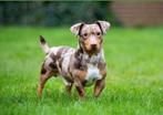 Choco Merle Jack Russel dekreu, Reu, CDV (hondenziekte), Eén hond, 3 tot 5 jaar