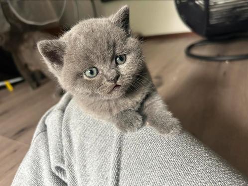 Britse korthaar, Dieren en Toebehoren, Katten en Kittens | Raskatten | Korthaar, Meerdere dieren, 0 tot 2 jaar, Gechipt, Ontwormd