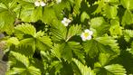 Bos aardbei biologische plantjes per 10 stuks 4€, Tuin en Terras, Planten | Tuinplanten, Volle zon, Vaste plant, Ophalen of Verzenden