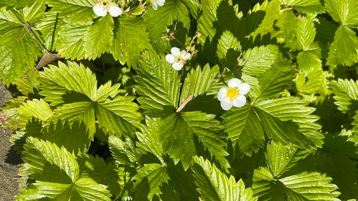 Bos aardbei biologische plantjes per 10 stuks 4€, Tuin en Terras, Planten | Tuinplanten, Vaste plant, Fruitplanten, Volle zon
