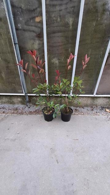 Photinia red robin groenblijvend Hoogte 80/100cm voor € 6,50 beschikbaar voor biedingen