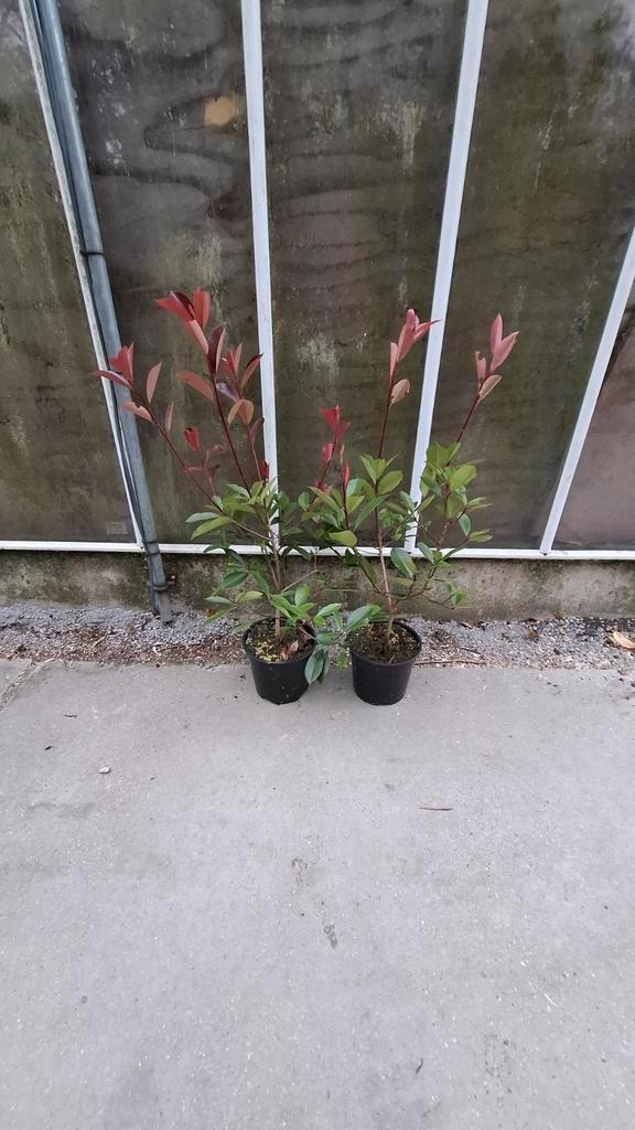 Photinia red robin groenblijvend Hoogte 80/100cm voor € 6,50, Tuin en Terras, Planten | Struiken en Hagen, Overige soorten, 100 tot 250 cm