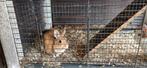 2 vrouwelijke konijnen gratis op te halen., Dieren en Toebehoren, Knaagdieren en Konijnen | Hokken en Kooien, Ophalen, 110 cm of meer