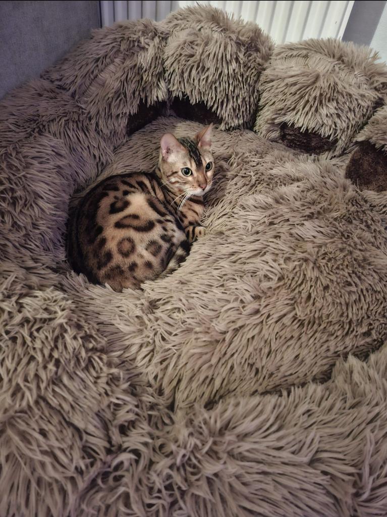 Prachtige Bengaal poes (1 jaar) met stamboom, Dieren en Toebehoren, Poes, Gechipt