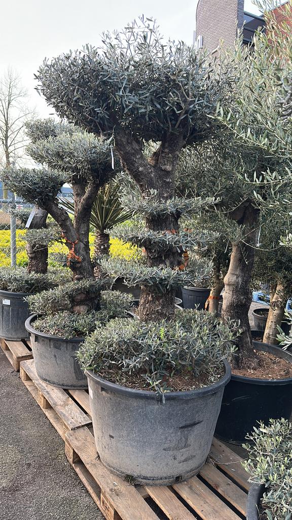 Pon pon olijfbomen, 100 tot 250 cm, Olijfboom, Zomer, Ophalen