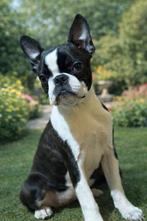 Boston terijer pup, Dieren en Toebehoren, 15 weken tot 1 jaar, Teef, Parvo, Eén hond