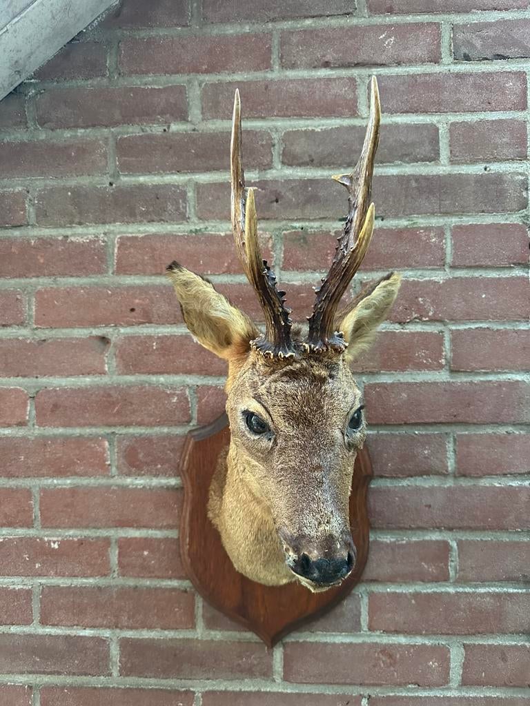 Opgezette reebok kop taxidermie, Ophalen of Verzenden, Zo goed als nieuw, Hert, Gewei of Kop