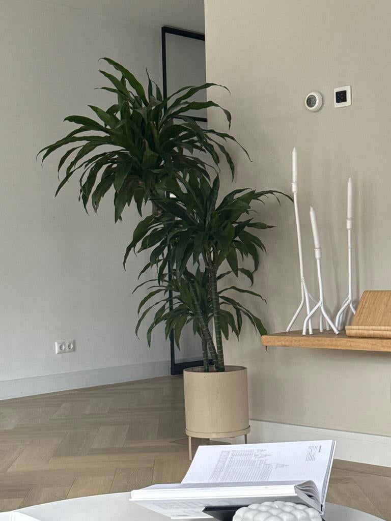 Dracaena fragrans 150 cm hoog, Tuin en Terras, Planten | Tuinplanten, Vaste plant, Bloeit niet, Halfschaduw, Ophalen