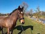 Stoere 2 jarige D pony merrie, Dieren en Toebehoren, Pony's, Merrie, Springpony, 3 tot 6 jaar, Onbeleerd