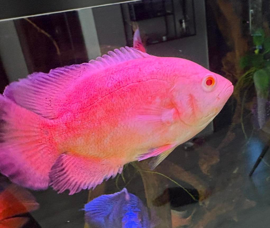 Mooie pauwoog cichlide, Vis