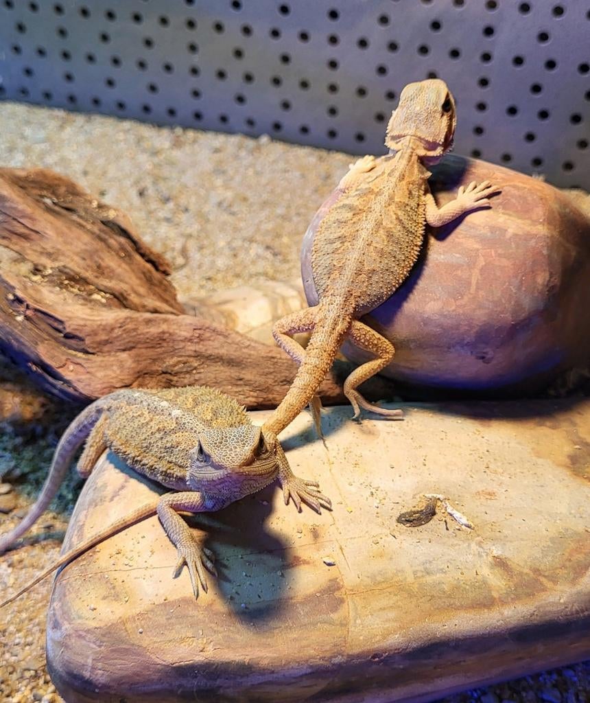 Pogona vitticeps leucustic - baardagaam Bearded Dragon - unknown for sale from Aquadeco