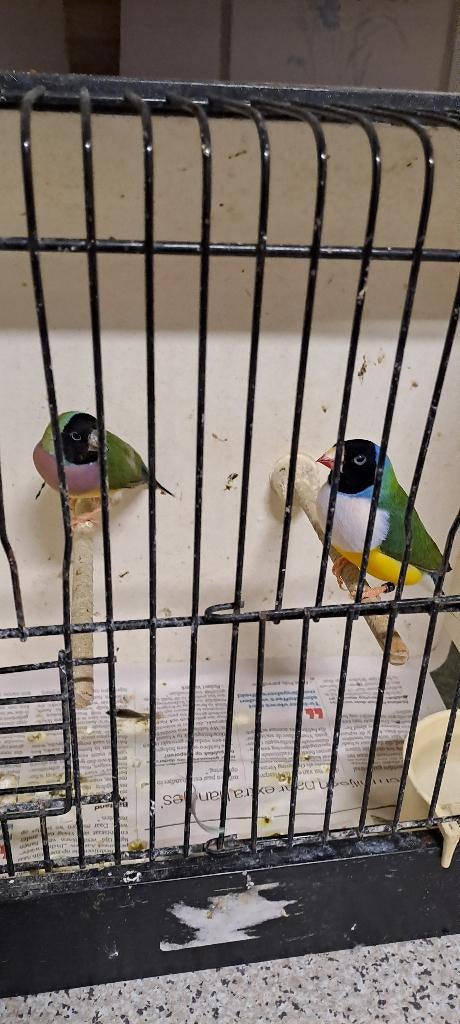 Koppel gouldamadines, Dieren en Toebehoren, Meerdere dieren, Tropenvogel, Geringd