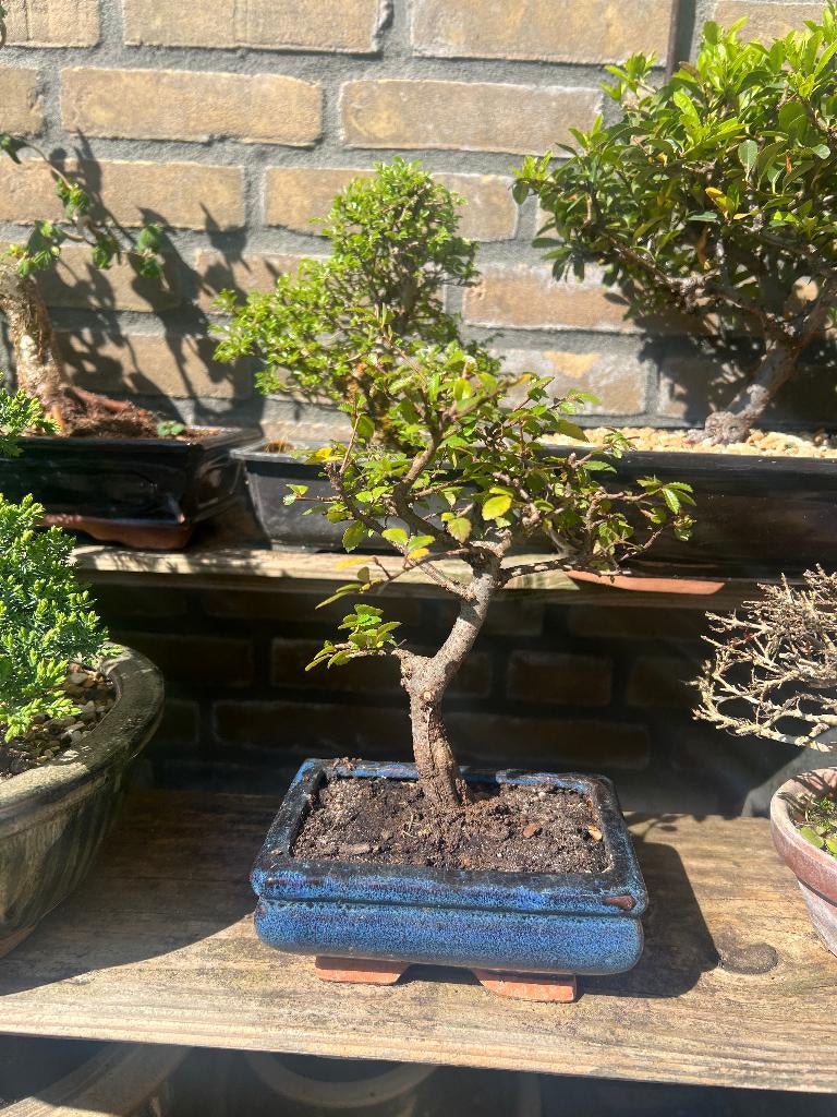 bonsai, Ophalen, Gebruikt