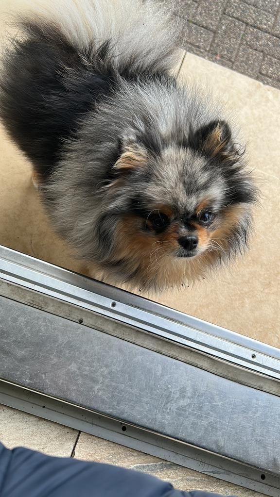 Teefje blue merle tan pomeriaan, Keeshond, 1 tot 2 jaar, Teef, Parvo