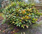 Skimmia te koop, Tuin en Terras, Ophalen, Overige soorten