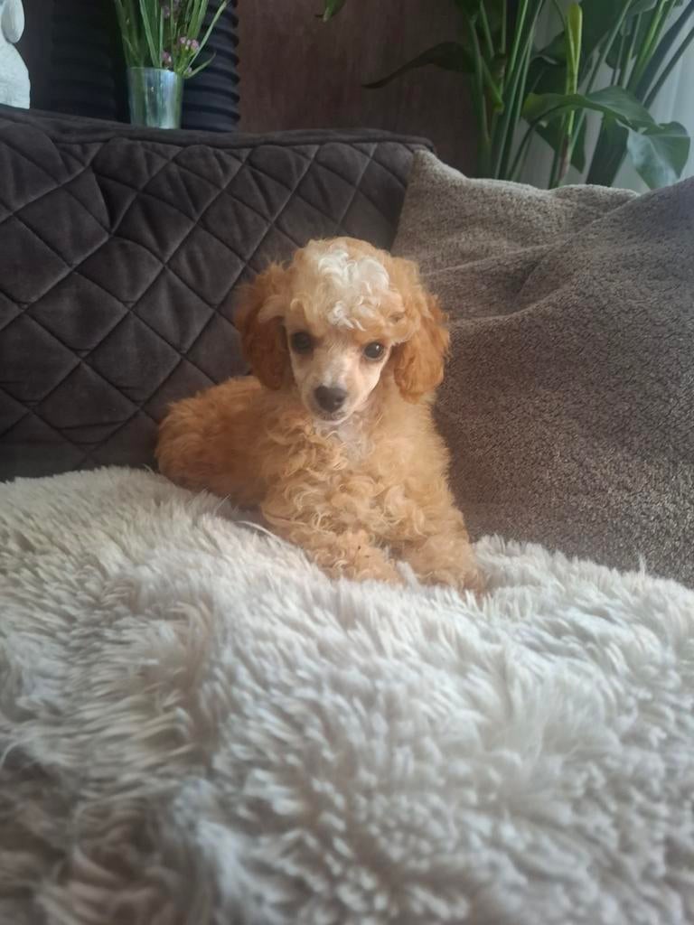 Toy poedel pup reutje, Poedel, Reu, 8 tot 15 weken, Meerdere