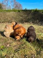 Broedeieren USA zijdehoen, Dieren en Toebehoren, Pluimvee, Geslacht onbekend, Kip