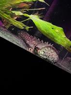 Polypterus Ornatipinnis, Vis