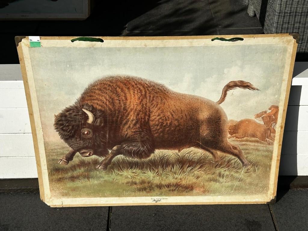 Bizon, Ophalen of Verzenden, Natuur en Biologie