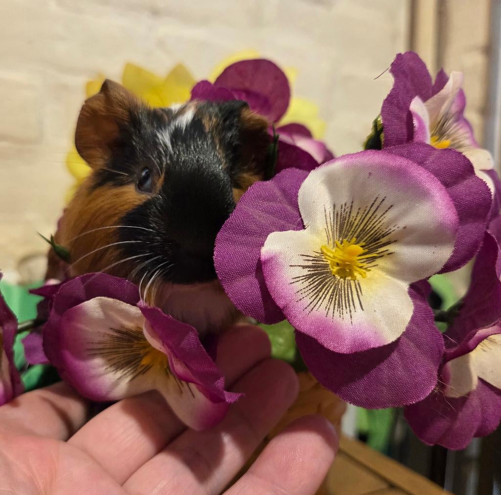 Cavia, Mannelijk, Tam, Maart, Cavia