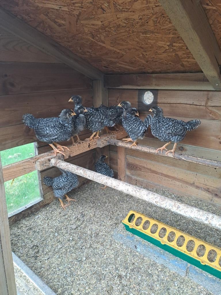 Amrock groot kuikens, Dieren en Toebehoren, Pluimvee, Vrouwelijk, Kip