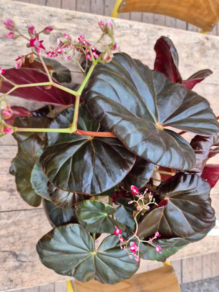 Begonia Red Fred XXL p14 (1), Ophalen of Verzenden, Halfschaduw, Minder dan 100 cm