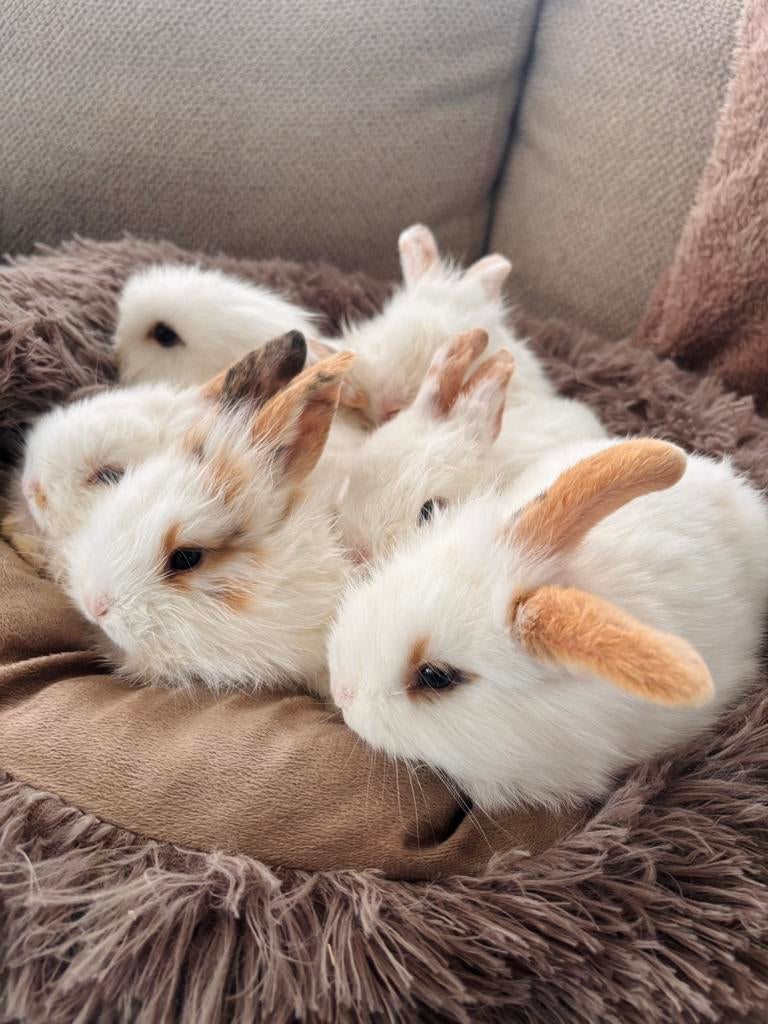 Baby konijntjes, Meerdere dieren