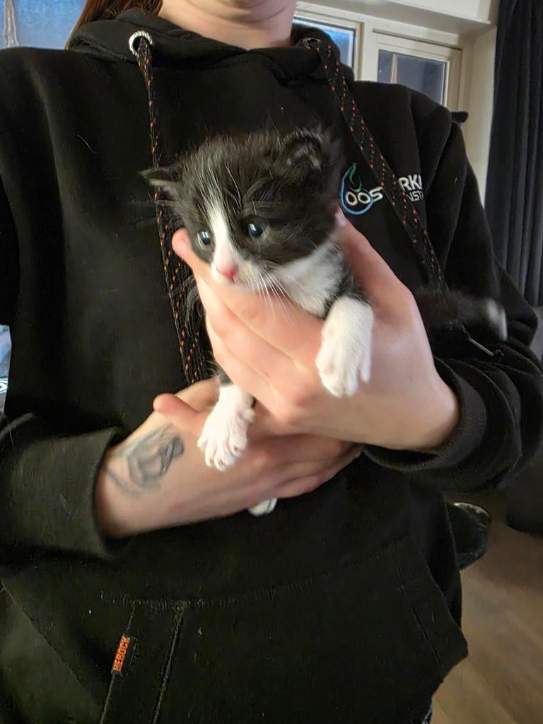 3 mooie kittens Geserveerd maar komen nog 2 nestjes, Meerdere dieren, Langharig, 0 tot 2 jaar