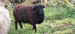 Ouessant  lieve bruine dekram., Dieren en Toebehoren, Schapen, Geiten en Varkens, Mannelijk, Schaap