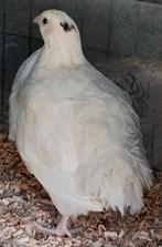 3 Japanse kwartels hennen, Dieren en Toebehoren, Vrouwelijk, Overige soorten