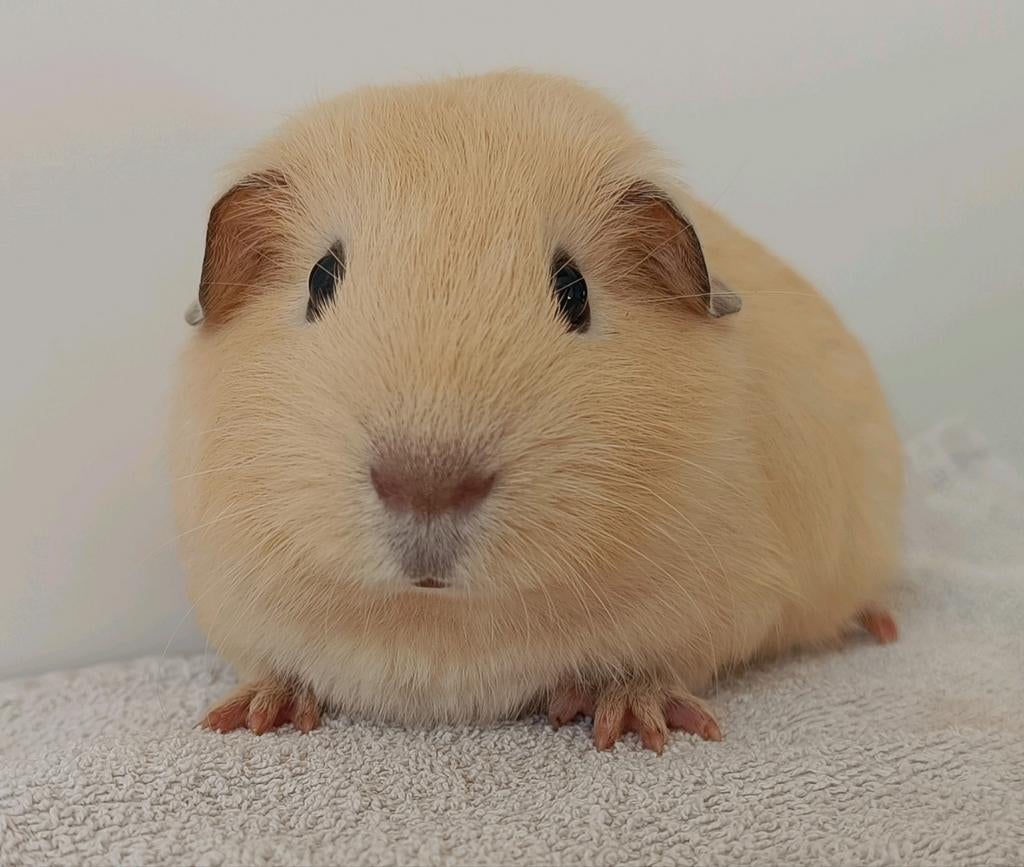 Leuke jonge cavia, Dieren en Toebehoren, Knaagdieren, Mannelijk, Cavia, Februari