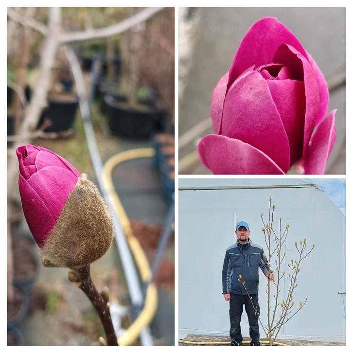 Grote Magnolia boom - Prachtige bloeier voor uw tuin, Tuin en Terras, Planten | Tuinplanten, Vaste plant, Overige soorten, Volle zon