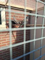 3 koppels Australische kuifduiven, Meerdere dieren