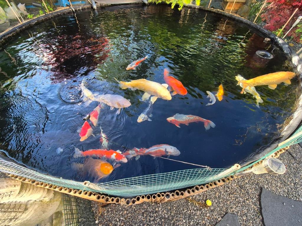 Vijver vissen koi SPOED!!!!, Ophalen, Gebruikt