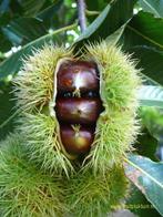 Fruitbomen en kleinfruit, Lente, Volle zon, Ophalen of Verzenden, Appelboom