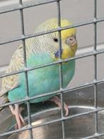 Kanssplit blackface pop, Vrouwelijk, Parkiet