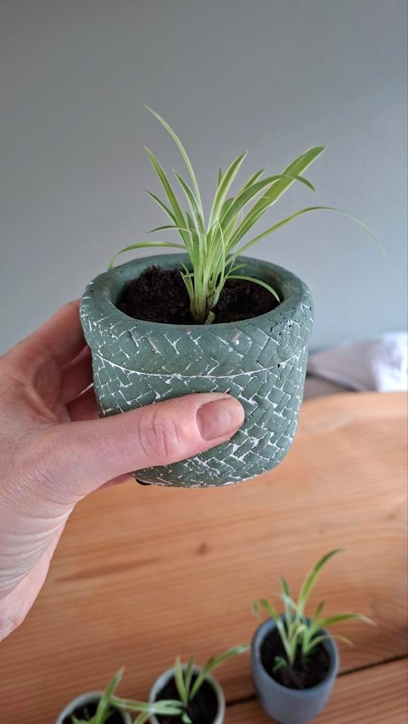 Stekjes graslelies inclusief potje te koop!, Huis en Inrichting, Kamerplanten, Minder dan 100 cm, Halfschaduw, Ophalen