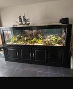 Groot compleet aquarium 250 cm breed, Dieren en Toebehoren, Vissen | Aquaria en Toebehoren, Ophalen, Gebruikt, Gevuld zoetwateraquarium