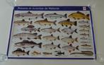 Poster '' Vis en Rivierkreeft uit Wallonië '', Ophalen, Rechthoekig Liggend, Zo goed als nieuw, A1 t/m A3