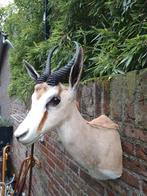 Opgezette kop Springbok taxidermy opgezet afrika jacht gewei, Verzamelen, Ophalen, Wild dier, Gewei of Kop