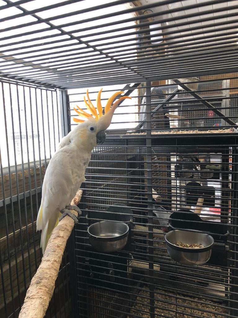 Oranjekuifkaketoe, Dieren en Toebehoren, Vogels | Parkieten en Papegaaien, Mannelijk, Papegaai, Tam