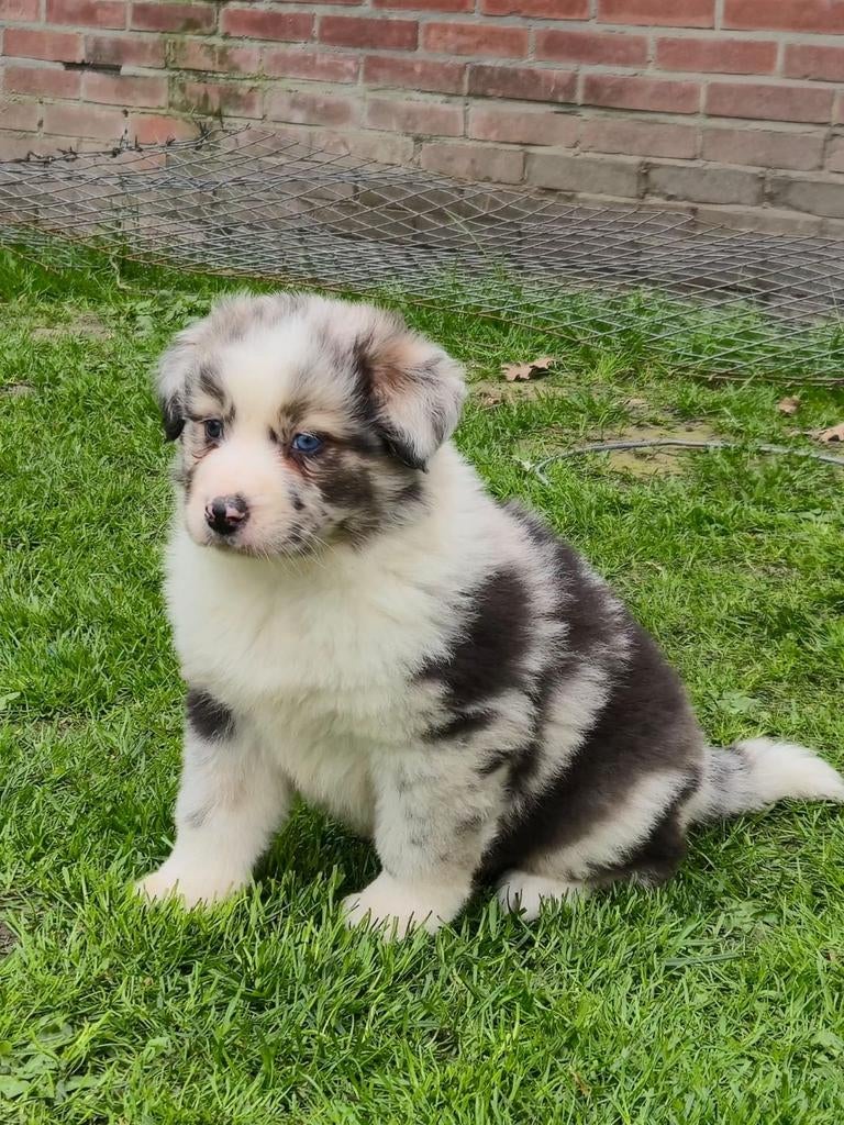 Australian shepherd  GERESERVEERD., Dieren en Toebehoren, Parvo, Nederland, 8 tot 15 weken, Meerdere