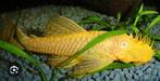 2 ancistrus dolichopterus algeneter !2 andere kleuren!, Vis