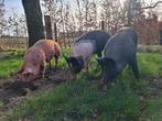 3 tal vleesvarkens 3 - 5 mnd oud. Van onze buitenvarkens!, Dieren en Toebehoren, Meerdere dieren, Varken, 0 tot 2 jaar