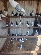 Te koop sierduiven, Dieren en Toebehoren, Meerdere dieren, Overige soorten